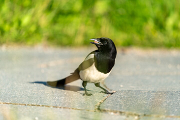 crow bird in Oslo Ekebergen Park asking for food