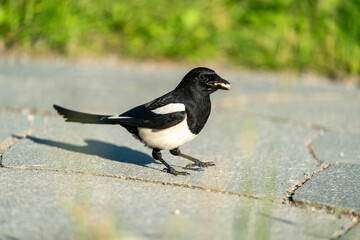 crow bird in Oslo Ekebergen Park asking for food