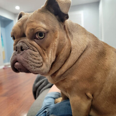 English Bulldog Expressions