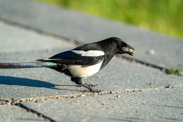 crow bird in Oslo Ekebergen Park asking for food