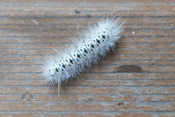 hickory tussock moth caterpillar