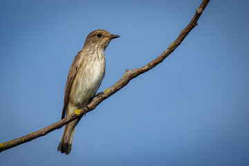An adult Spotted Flycatcher perches on a walnut tree branch, looking toward the camera lens against a blue sky on a sunny summer evening.