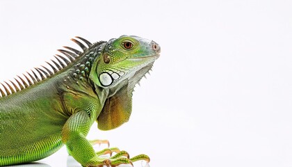 Fototapeta premium common green American iguana - Iguana iguana - is a large, arboreal, mostly herbivorous species of lizard Isolated on white background. Nuisance invasive species in South Florida. can be orange color
