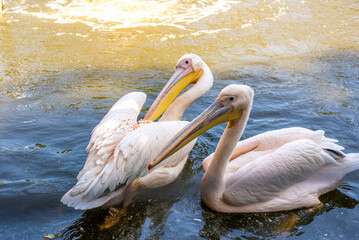 A Great White Pelican (Pelecanus onocrotalus) swimming in the waters of lake