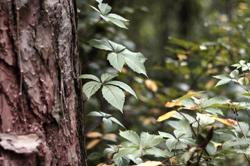 Obraz premium Pine trunk covered with a vine with five-leaf grapes. A tree covered with wild grapes. Green leaves of wild grapes against a background of pine bark close-up. Natural background, forest