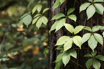 Pine trunk covered with a vine with five-leaf grapes. A tree covered with wild grapes. Green leaves of wild grapes against a background of pine bark close-up. Natural background, forest