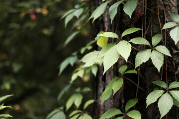 Pine trunk covered with a vine with five-leaf grapes. A tree covered with wild grapes. Green leaves of wild grapes against a background of pine bark close-up. Natural background, forest