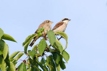 Lanius collurio aka Red-backed Shrike adult male and baby. 