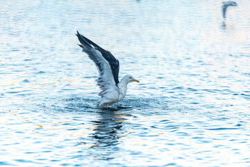 Fototapeta premium seagull diving into water looking for food in oslo norway summertime