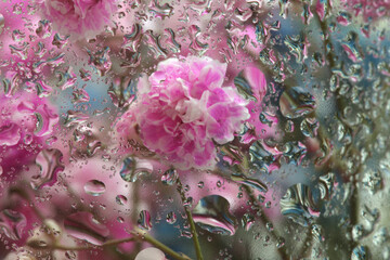 Soft focus pink flower bouquet through glass with water drops. Abstract Nature blur background.