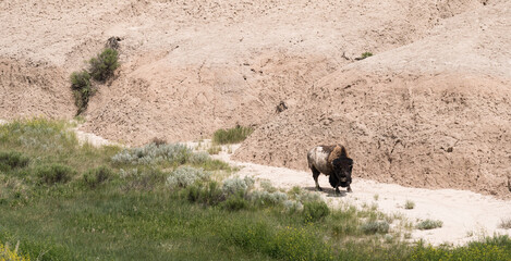 Badlands National Park South Dakota Bison grazing in the Valley