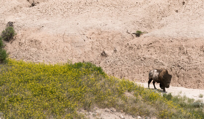 Badlands National Park South Dakota Bison grazing in the Valley