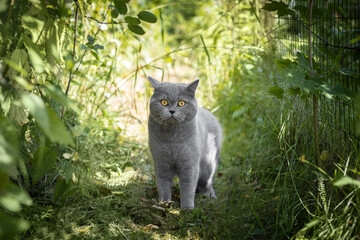 Funny surprised grey cat in nature. British cute cat with bright orange eyes in the green grass.