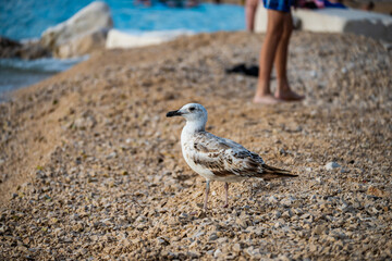 Lonely seagull walking on the pebble beach in the town of Rogoznica, Croatia