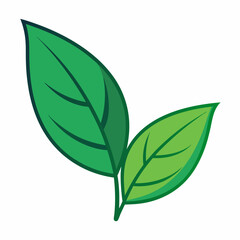  Two leave color  Vector illustration