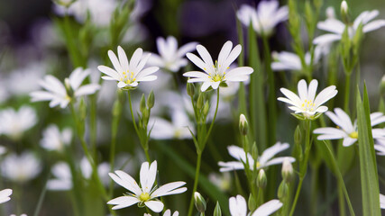 Stellaria holostea. delicate forest flowers of the chickweed, Stellaria holostea or Echte Sternmiere. floral background. white flowers on a natural green background. close-up