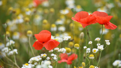 poppies. delicate petals of red poppies. background with red poppy flowers. copy space. field chamomile flowers. Beautiful red poppy flower. wild flower, beauty in nature. close-up