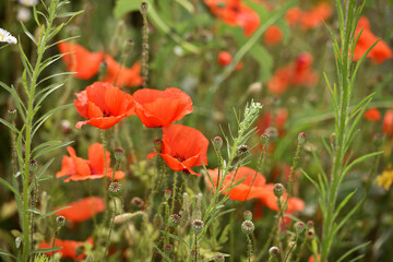 poppy flowers. natural background. Close-up red field poppy Papaver rhoeas. wildflowers. red poppy flowers in the field grasses. beauty of nature, copy of space