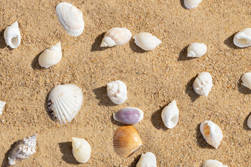 Sea background with shells on sandy beach on summer day. Seashells on sand texture or pattern. View from above.