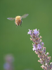 Flying honeybee approaching lavender flower close-up