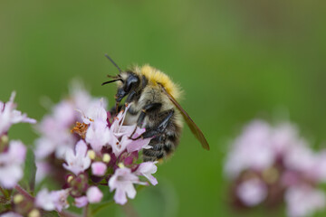 close up bee, bee on an oregano flower, bumblebee on a flower, pink blossoms with insect, insect on peatals, pink petals