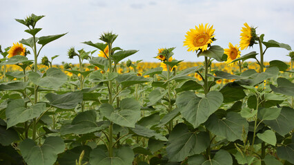 sunflower. Yellow sunflowers, good harvest, bright sunny flower. farming, vegetable garden, field,...