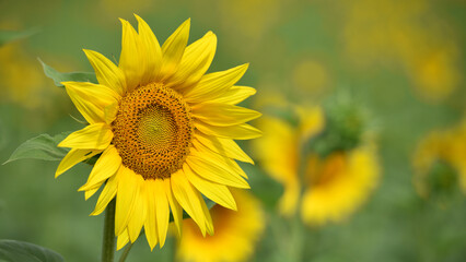 sunflower. Yellow sunflowers, good harvest, bright sunny flower. farming, vegetable garden, field, growing seeds for oil. health benefits, Sunflower oil improves skin health, promote cell regeneration