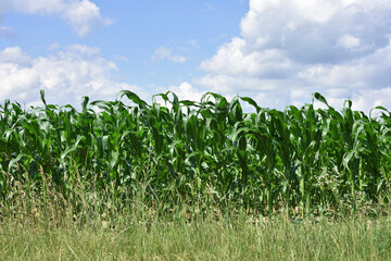 green corn leaves. Corn farm. photo of corn field. concept of good harvest, agricultural. Field of corn in spring or early summer. industrial background. farmland, view of the field