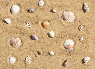 Seashells on the sand pattern. Beautiful different shells on the sandy beach background. View from above.