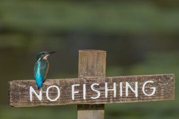 Two Common European Kingfisher (Alcedo atthis) perched on a no fishing sign above the river and hunting for fish. This sparrow-sized bird has the typical short-tailed, large-headed kingfisher profile.