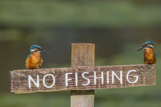 Two Common European Kingfisher (Alcedo atthis) perched on a no fishing sign above the river and hunting for fish. This sparrow-sized bird has the typical short-tailed, large-headed kingfisher profile.