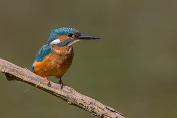Fototapeta premium Common European Kingfisher (Alcedo atthis) perched on a stick above the river and hunting for fish. This sparrow-sized bird has the typical short-tailed, large-headed kingfisher profile.