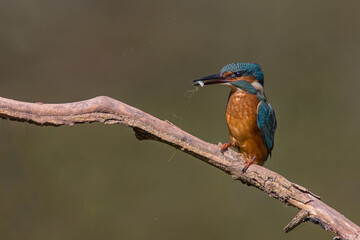Common European Kingfisher (Alcedo atthis) perched on a stick above the river and hunting for fish. This sparrow-sized bird has the typical short-tailed, large-headed kingfisher profile.