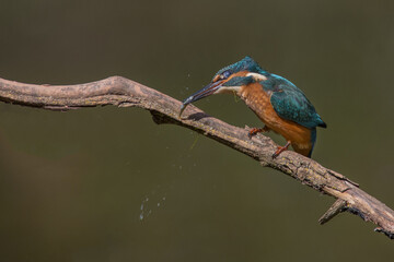 Common European Kingfisher (Alcedo atthis) perched on a stick above the river and hunting for fish. This sparrow-sized bird has the typical short-tailed, large-headed kingfisher profile.