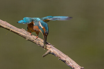 Obraz premium Common European Kingfisher (Alcedo atthis) perched on a stick above the river and hunting for fish. This sparrow-sized bird has the typical short-tailed, large-headed kingfisher profile.