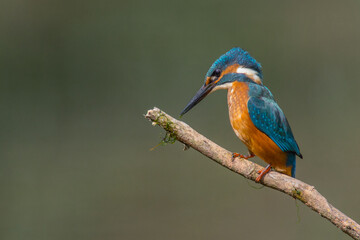 Common European Kingfisher (Alcedo atthis) perched on a stick above the river and hunting for fish. This sparrow-sized bird has the typical short-tailed, large-headed kingfisher profile.