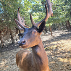 Fallow Deer