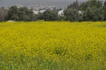 Fototapeta premium The beautiful Lapsana flower in the outdoors 