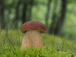 boletus reticulatus summer cep
