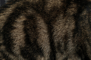 pattern on the fur of the cat