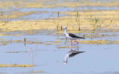 Himantopus himantopus aka Black-winged Stilt is walking in the swamp. Funny wader bird with long red legs. Zicksee, Austria.