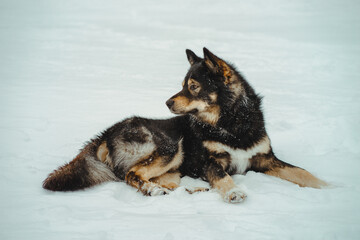 Dog in snow