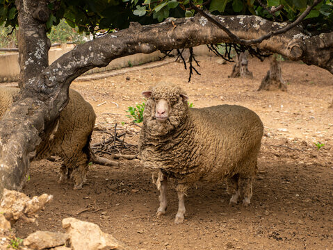Obejas
-
Sheeps