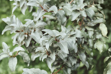 Closeup of the silver leaves of elaeagnus commutata shrub. Silverberry, rabbitberry background.