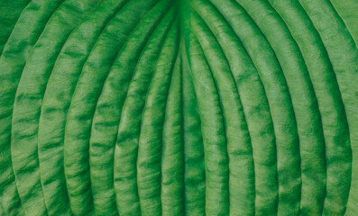 Fototapeta premium Green leaf hosta closeup, detailed texture. Natural vibrant green leaf background. Natural pattern.