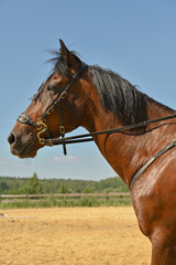Portrait of a piebald horse on a blue sky background