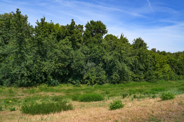 Obraz premium Summer landscape of Tisza valley near the confluence with Mures river, Szeged, Hungary, Europe