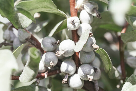 Elaeagnus commutata silver berries closeup. Silverberry, rabbitberry, wolf willow ornamental shrub.