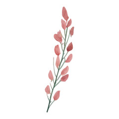 Delicate pink flower branch isolated on white background.