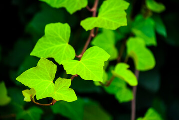 Details of natural green leaves in the outdoor garden, natural light, colorful green chlorophyll, organic space, gardening and details in the architectural area.